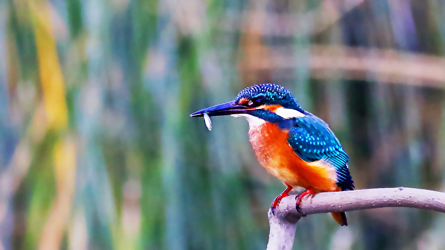 Common Kingfisher